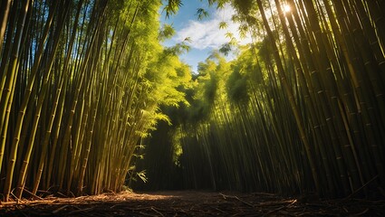 Walking Through Bamboo Forest with Sunlight Streaming Through the Canopy