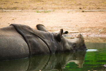 Horned Legacy: The Majesty of a Rhino