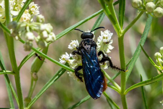 Blue-winged scoliid wasp on milkweed