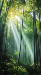 Obraz premium Sunlight dramatically streams through dense bamboo forest creating a serene and visually striking scene