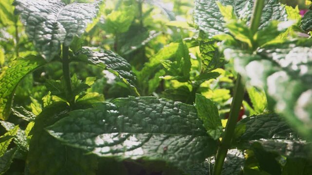 Macro motion through peppermint leaves.