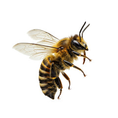 A single, ultra-realistic honey bee (Apis mellifera) with fuzzy yellow and black striped segments, transparent wings, and prominent compound eyes, frozen in mid-flight against a pristine, plain white