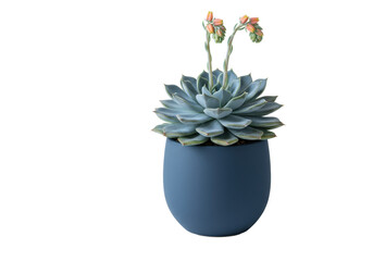 Vibrant echeveria succulent plant with thick, waxy, blue-green rosette leaves and green flower stalks, in a sleek dark blue ceramic pot, against a transparent background with copy space, studio