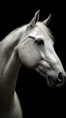 Majestic white horse portrait showcasing intricate features against a dark background in a studio setting