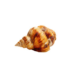 Close-up of a spiral seashell (1)