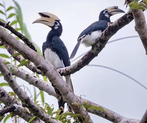 Pair of Oriental Pied Hornbills Perched on Tree Branch