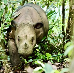 Endangered Sumatran Rhino in Dense Rainforest © Supriadi