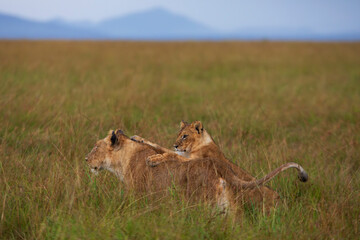 Playful interaction between mom lion and her cub photographed on an African Safari