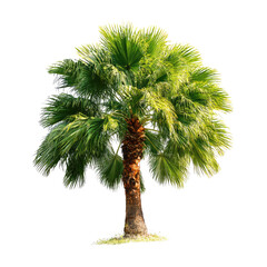 Lush palm tree against black background (1)