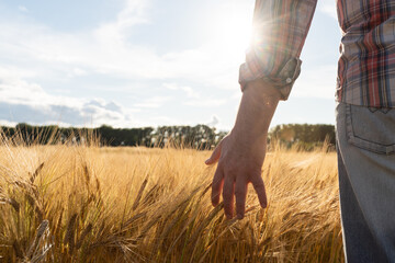 Hand in wheat field. Harvest and gold food agriculture concept