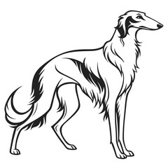 Elegant borzoi dog standing in profile