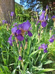 Iris versicolor (purple flowers) on a sunny day