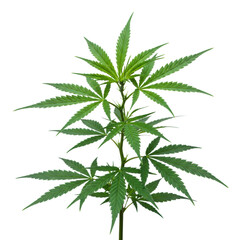 A vibrant, lush young cannabis plant with emerald green serrated leaves fanning out from a slender stalk, ultra-realistic against a transparent, high-key background with soft studio light, slightly
