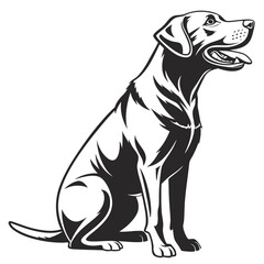 Black labrador retriever sitting with white highlights