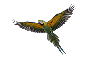 A rare vibrant blue-green macaw parrot with turquoise body and deep blue wings, yellow-orange facial markings, mid-flight against a transparent background with copy space, concept of tropical