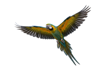 A rare vibrant blue-green macaw parrot with turquoise body and deep blue wings, yellow-orange facial markings, mid-flight against a transparent background with copy space, concept of tropical