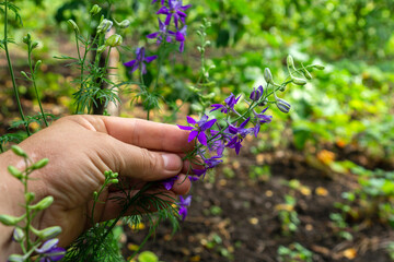 A person is showcasing a cluster of purple flowers in a lush garden. The vibrant greenery surrounds...