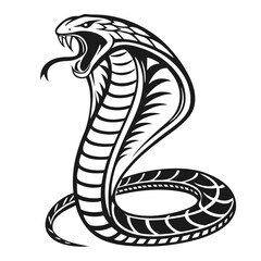 Fototapeta premium A cobra snake with open hood isolated on white background