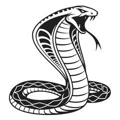 Fototapeta premium A striking cobra snake with its hood flared in a defensive posture
