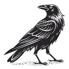 Obraz premium A black raven stands on the ground, isolated on white