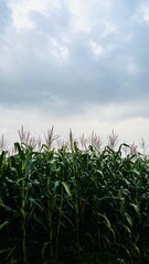 The exotic atmosphere of the fertile corn fields in the afternoon.