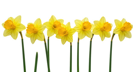 Seven vibrant yellow daffodils with green stems in a horizontal row, varying blooms, yellow-orange coronas, against a transparent background with ample negative space and bright even lighting,