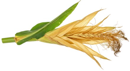 Dried Corn Cob and Green Leaf on White Background
