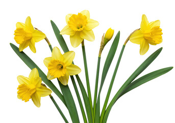 Vibrant yellow daffodils in various bloom stages with green leaves, expertly lit, isolated on a pristine transparent background with copy space, macro shot, ultra-realistic photorealistic,