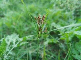 Cyperus rotundus, Nutsedge, Nut grass or the Red Sedge