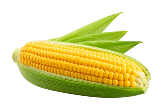 Boiled Sweet Corn with Husk Partially Peeled Back, Isolated on Transparent Background