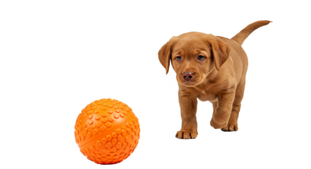 Fox red labrador. Cute Brown Puppy Playing with Orange Ball on Plain Background