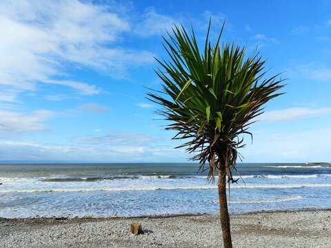Palm Tree by the Sea