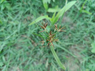 Cyperus rotundus, Nutsedge, Nut grass or the Red Sedge