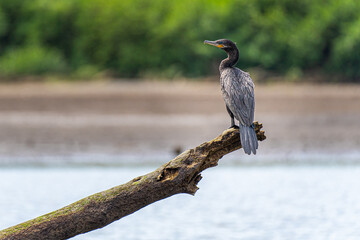 Cormorant standing on dead wood