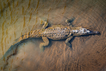 Crocodile from above