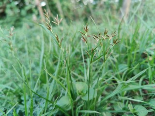 Cyperus rotundus, Nutsedge, Nut grass or the Red Sedge