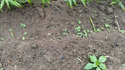young green plant