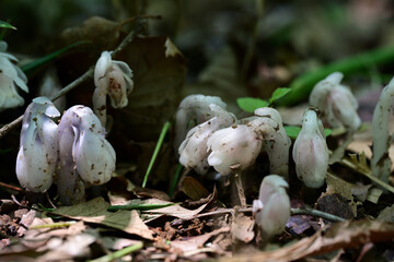 梅雨時の花　ギンリョウソウ