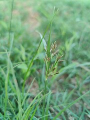 Cyperus rotundus, Nutsedge, Nut grass or the Red Sedge