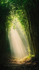 Sunbeams pierce the misty bamboo forest, creating an ethereal path of light and shadow