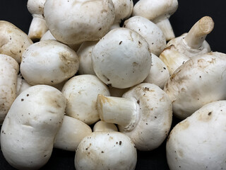 Agaricus bisporus commonly known as a button mushroom