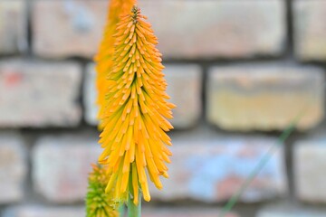 Kniphofia is a genus of flowering plants commonly known as red-hot pokers or torch lilies. They are native to Africa and are characterized by their tall, erect flower spikes that resemble glowing