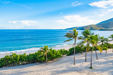 Scenic Beach View with Palm Trees and Lighthouse