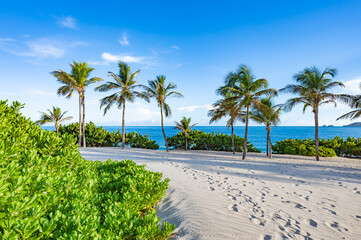 Scenic Beach View with Palm Trees and Lighthouse