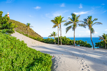 Scenic Beach View with Palm Trees and Lighthouse