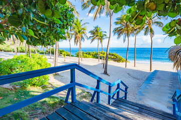 Pathway Under Lush Tree Leading to Serene Beach View