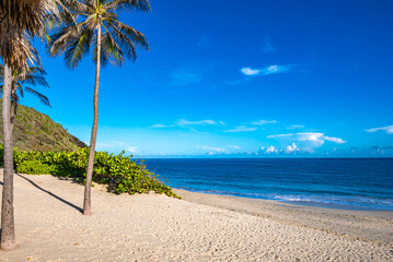 Scenic Beach View with Palm Trees and Lighthouse