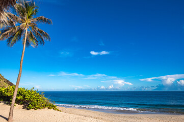 Scenic Beach View with Palm Trees and Lighthouse