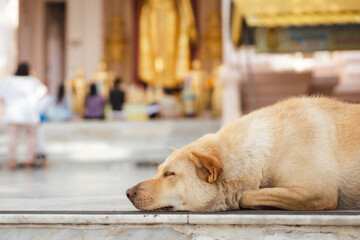 lovely stray dog is sleeping on ground of temple. 
