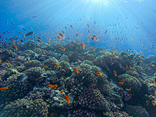 Beautiful tropical coral reef scene with shoals of fish